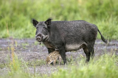 Wild boar