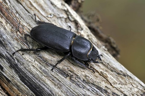 Lesser stag beetle