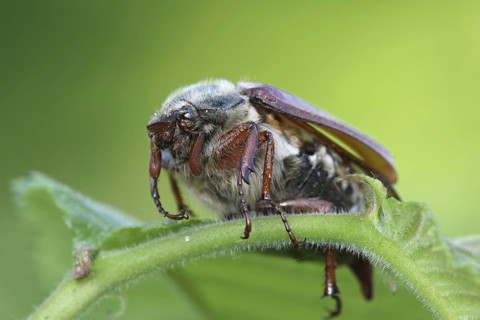 Common cockchafer