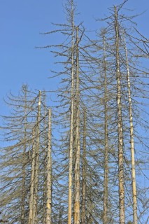Broken dead spruce trees afflicted by Spruce Bark Beetle