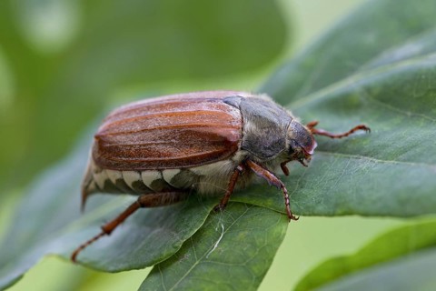 Common cockchafer