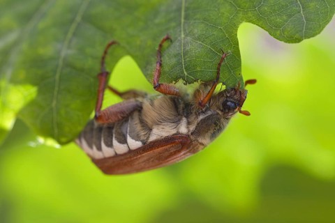 Common cockchafer