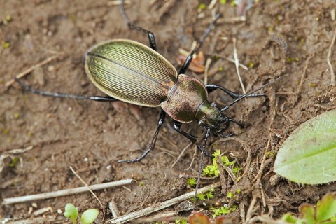 Golden ground beetle