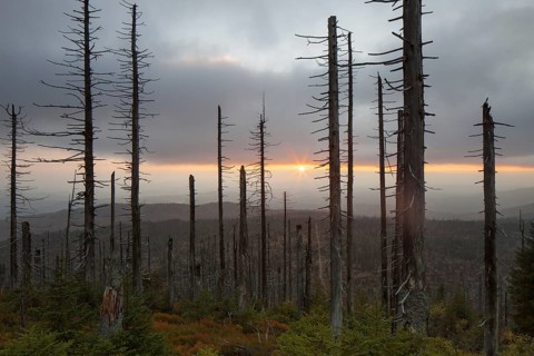 Broken dead spruce trees afflicted by European spruce bark beetle