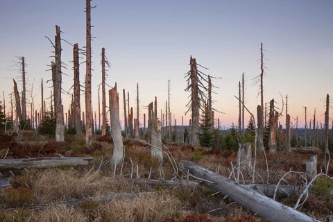 Broken dead spruce trees afflicted by European spruce bark beetle