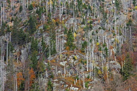 Killed spruce trees afflicted by European spruce bark beetle