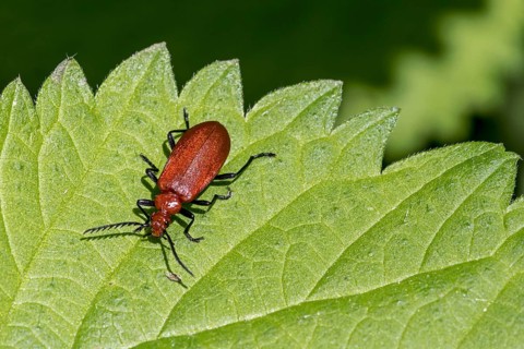 Red-headed cardinal beetle