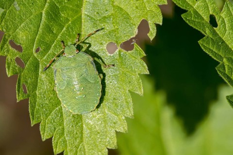 Green shield bug