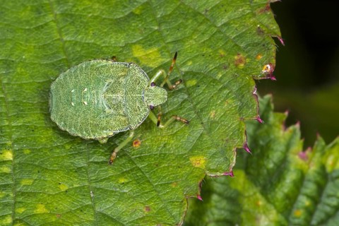 Green shield bug