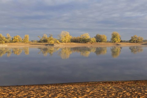 Trees in autumn colours along the river Elbe