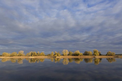 Trees in autumn colours along the river Elbe