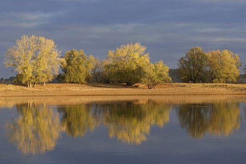 Trees in autumn colours along the river Elbe