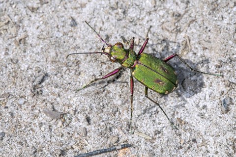 Green tiger beetle