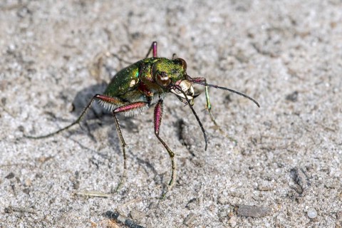Green tiger beetle