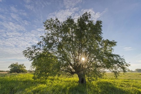 Sunrise at the UNESCO Biosphere Reserve Elbe River Landscape