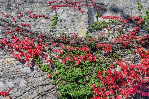 City wall with boston ivy