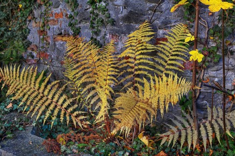 Autumnal yellow fern and common ivy