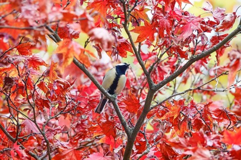 Great tit