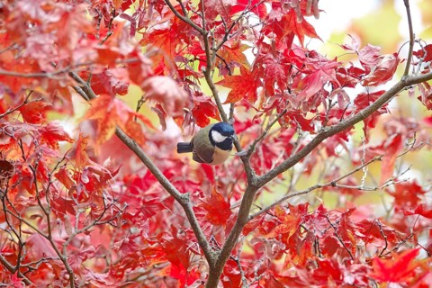 Great tit