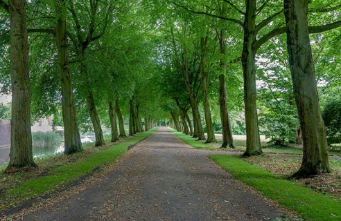 Avenue of trees at Luetetsburg Castle