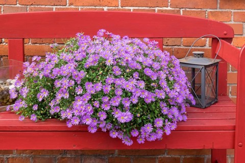Red bench with cushion aster