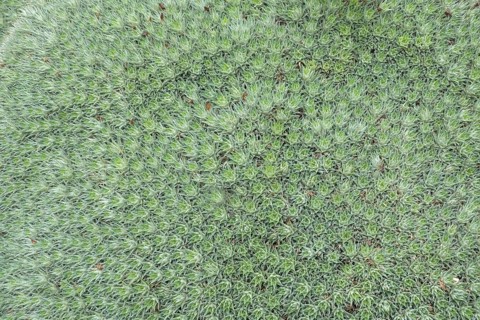 Deuterocohnia brevifolia