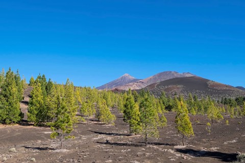 Landscape with Canary Island pines and the volcanoes El Teide