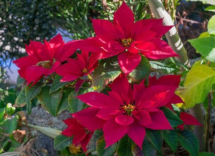 Poinsettia