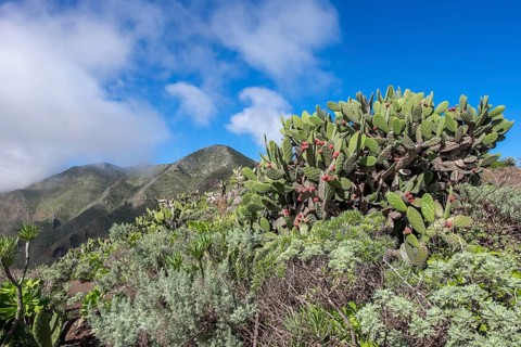 Vegetation with cactus pears