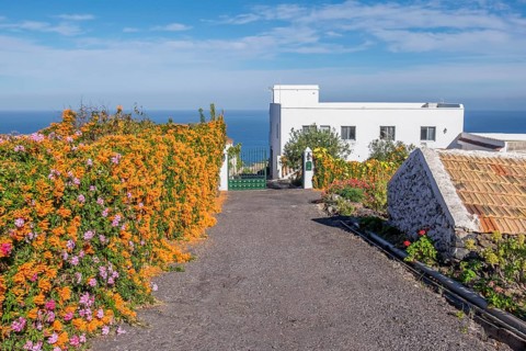 Flowering fire vine