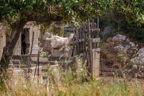 Agriculture