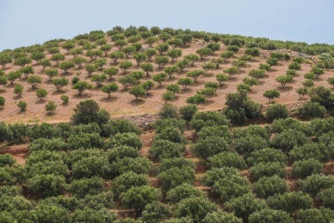 Olive mountains