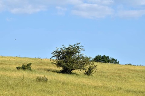 Open low mountain landscape in the Nahe region along the Nohener-Nahe-Schleife hiking trail in summer