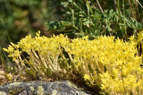 Stonecrop