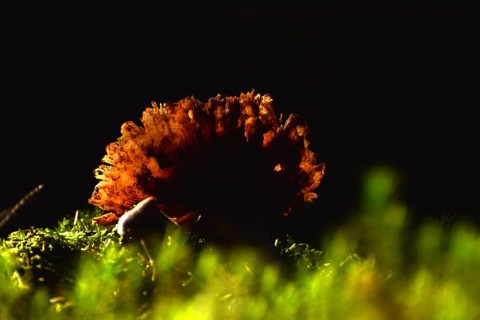 Hat of a decaying mushroom against the light