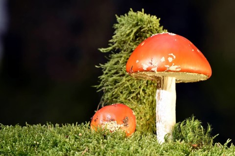 Fly agarics