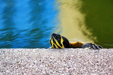 Head of a yellow-bellied tortoise