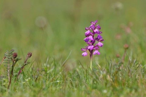 Small orchid