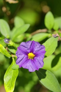 Blue blue potato bush