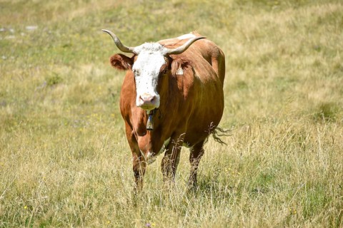 Pinzgau cattle with twisted horns and cowbell on the alpine pasture