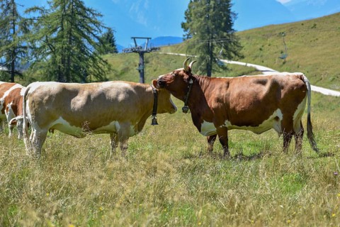 Cows with cowbells lick each other on the mountain pasture