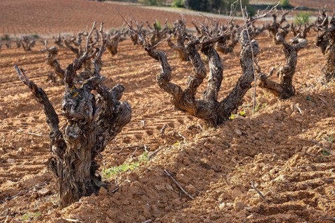 Landscape with vineyards in spring in the designation of origin area of Ribera del Duero wines in Spain
