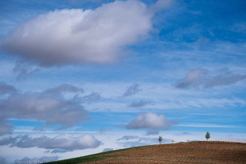 Landscape with vineyards in spring in the designation of origin area of Ribera del Duero wines in Spain
