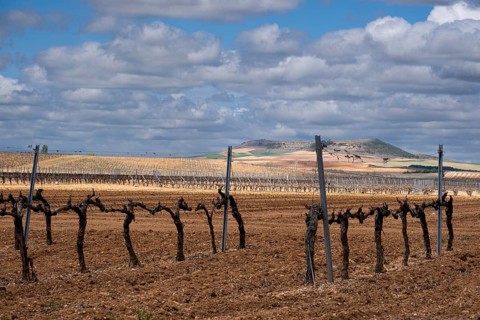 Landscape with vineyards in spring in the designation of origin area of Ribera del Duero wines in Spain