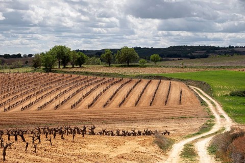 Landscape with vineyards in spring in the designation of origin area of Ribera del Duero wines in Spain