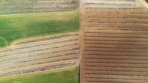 Aerial view of a lone tree in a vineyard during spring in the Ribera del Duero denomination of origin region in the Valladolid province of Spain