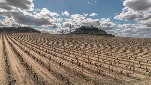 Aerial view of a lone tree in a vineyard during spring in the Ribera del Duero denomination of origin region in the Valladolid province of Spain