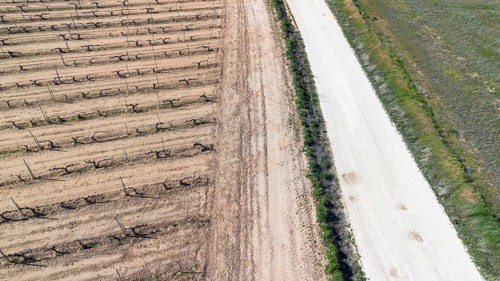 Aerial view of a lone tree in a vineyard during spring in the Ribera del Duero denomination of origin region in the Valladolid province of Spain
