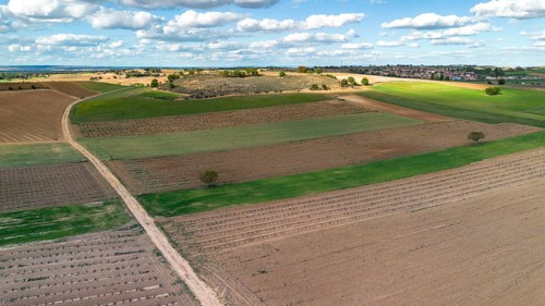 Aerial view of a lone tree in a vineyard during spring in the Ribera del Duero denomination of origin region in the Valladolid province of Spain