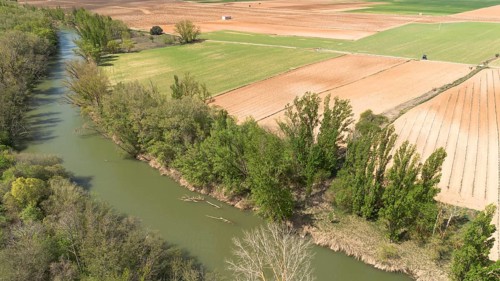 Aerial view of a lone tree in a vineyard during spring in the Ribera del Duero denomination of origin region in the Valladolid province of Spain